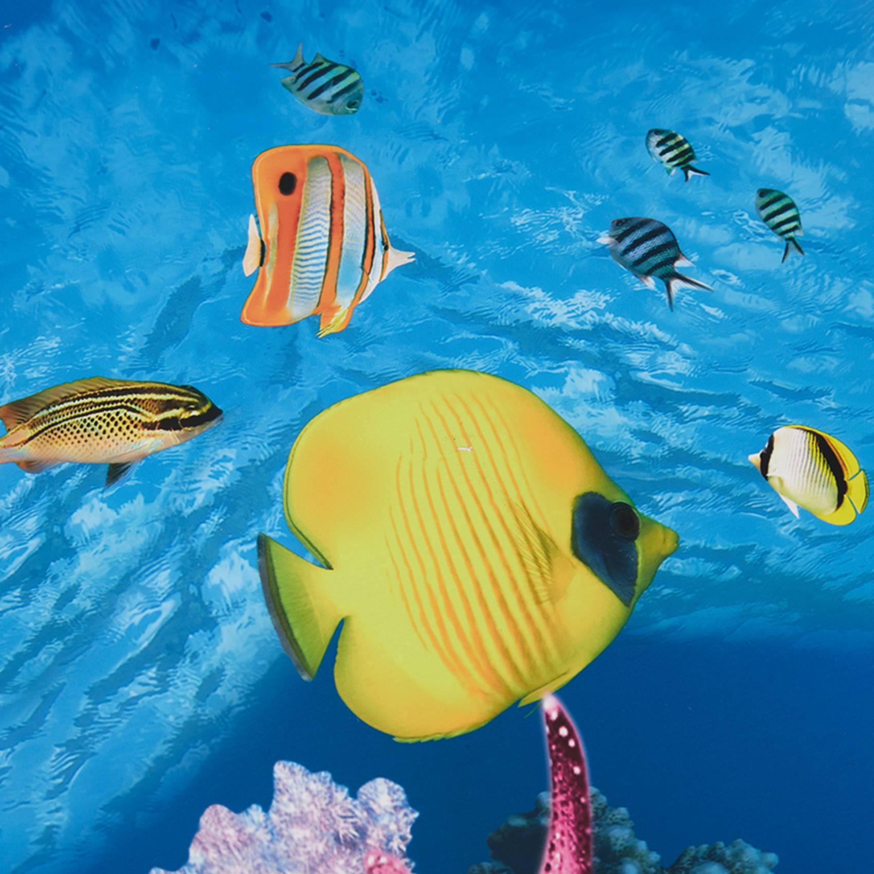 Papier de fond pour aquarium A - Fish In Aquarium Picture avis et prix