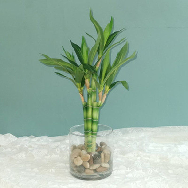 Nouvelle plante artificielle B - Aquarium Fish Names avis et prix