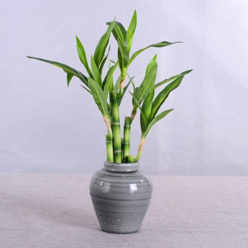 Nouvelle plante artificielle B - Aquarium Fish Names avis et prix