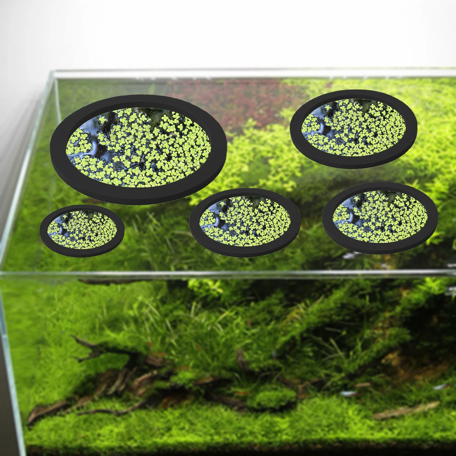Anneaux d'Alimentation pour Aq - Aquarium Fish Quarantine avis et prix