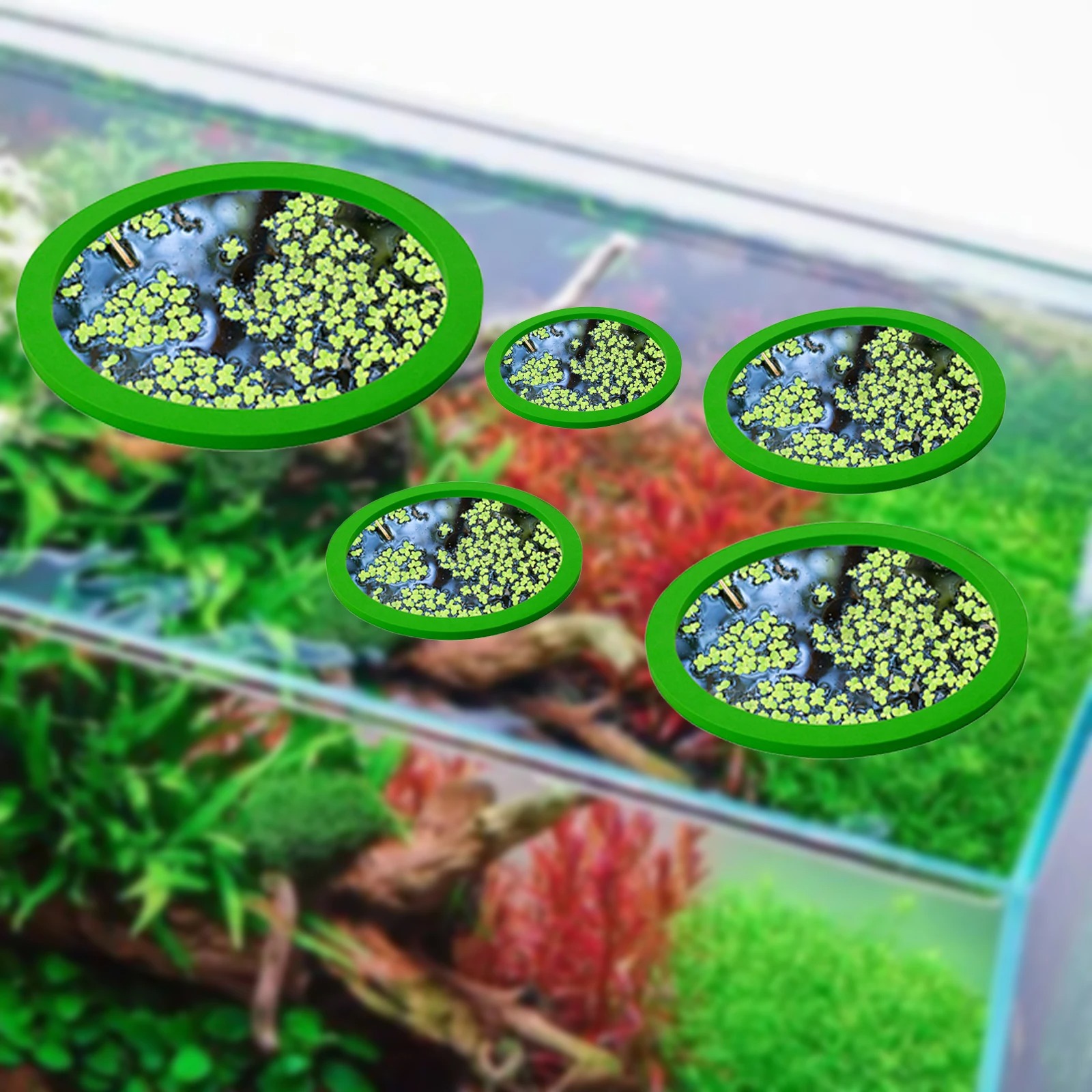 Anneaux d'Alimentation pour Aq - Aquarium Fish Quarantine avis et prix