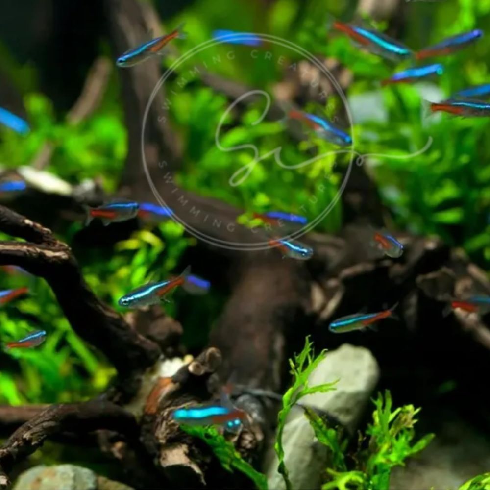 Tétroïdes néon d'eau douce (ta - Tetra Fish In Aquarium avis et prix