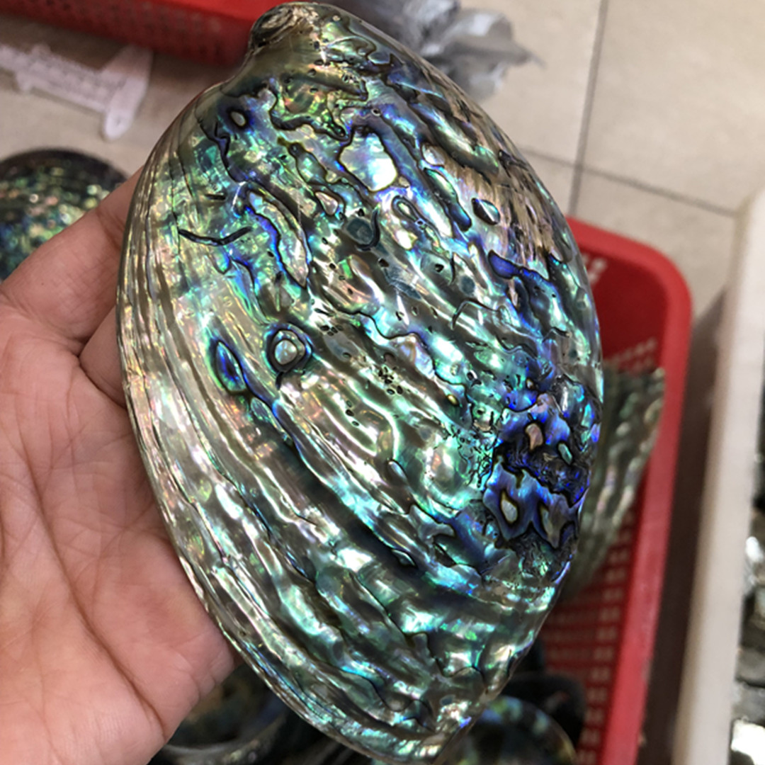 Coquille d'ormeau polie nature - Aquarium Fish New Zealand avis et prix