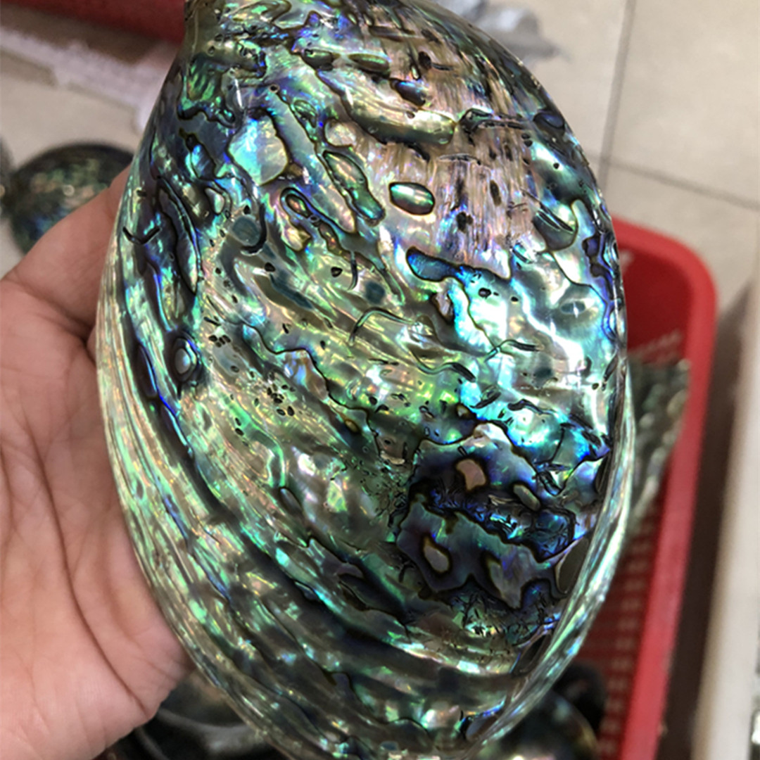 Coquille d'ormeau polie nature - Aquarium Fish New Zealand avis et prix