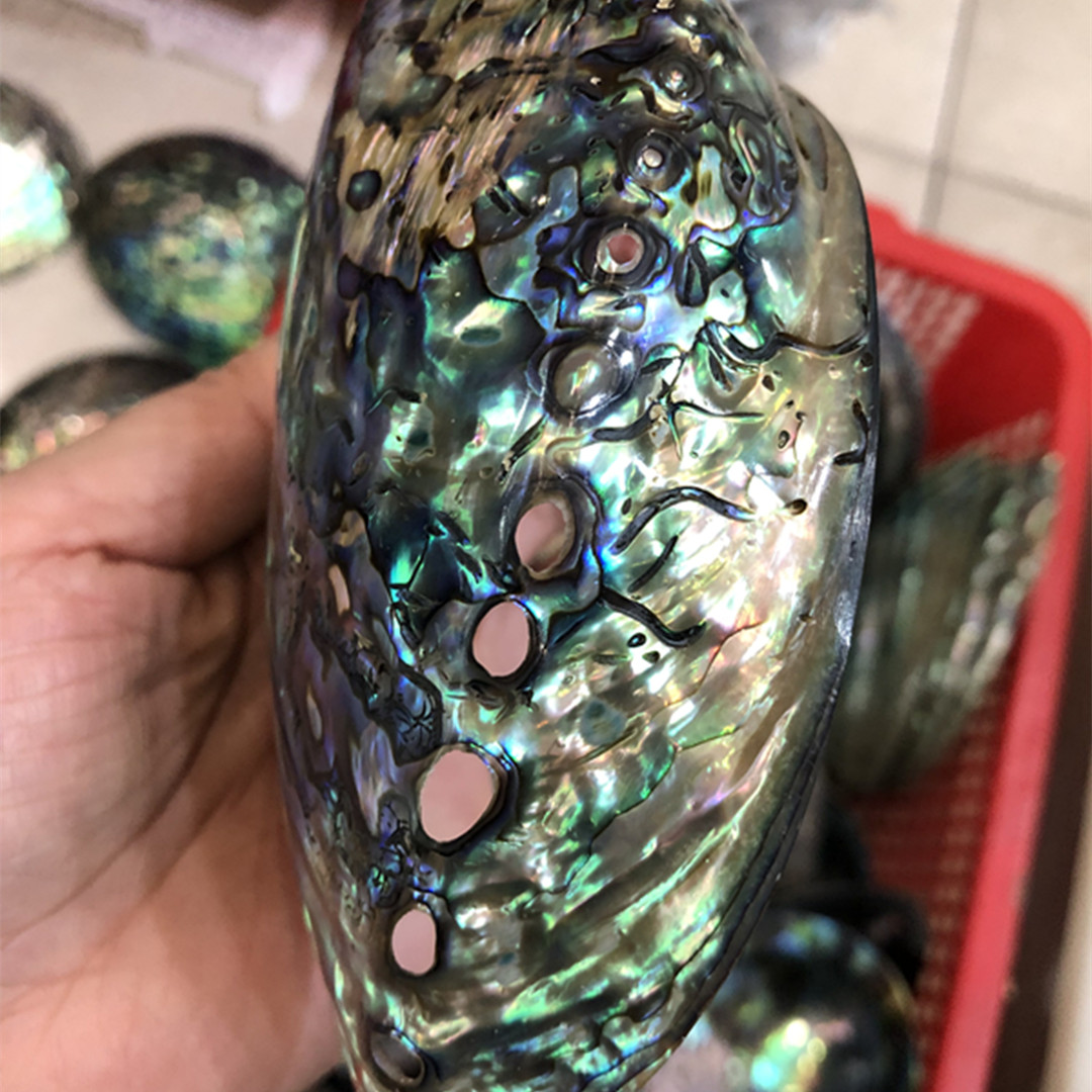 Coquille d'ormeau polie nature - Aquarium Fish New Zealand avis et prix